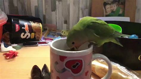 parrot drinks tea youtube