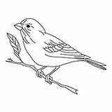 Finch Bird Coloring Pages Printable Color Birds Designlooter Toddler Drawings Kids Printables Animal Children Animals 230px 52kb Coolmom Info sketch template