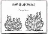 Canarias Canario Cardón Colorar sketch template