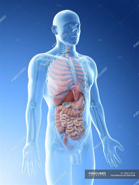 male internal organs anatomy male internal organs anatomy structure royalty  vector