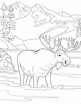 Moose Alce Colorare Disegno Parques Parque Yellowstone Supercoloring Denali sketch template