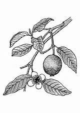 Guava Coloring Drawing Tree Almond Getdrawings Drawings sketch template