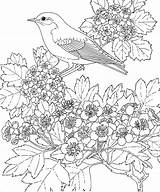 Bluebird Coloring Pages Eastern Flower Coloringbay sketch template
