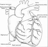 Drawing Lungs Liver sketch template