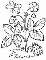 Strawberry Coloring Pages sketch template