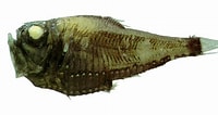 Afbeeldingsresultaten voor "argyropelecus affinis". Grootte: 200 x 106. Bron: www.fishbase.se