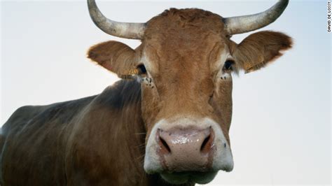 mad cow disease what you need to know the chart blogs