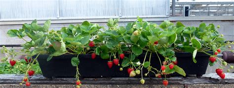 tips  growing strawberries  containers  drummer