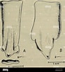 Afbeeldingsresultaten voor "cynoponticus Ferox". Grootte: 93 x 104. Bron: www.alamy.com