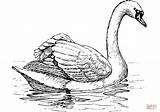 Swan Supercoloring Cisne Flotando Categorías sketch template