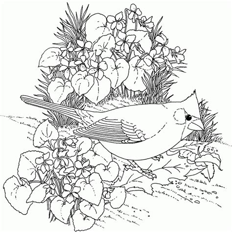 coloring pages  adults nature coloring home