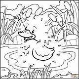 Dot Duck Pond Coloring Drawing Pages Birds Dots Printable Getdrawings Categories sketch template