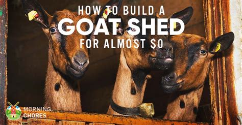 build  goat shed   loft bed
