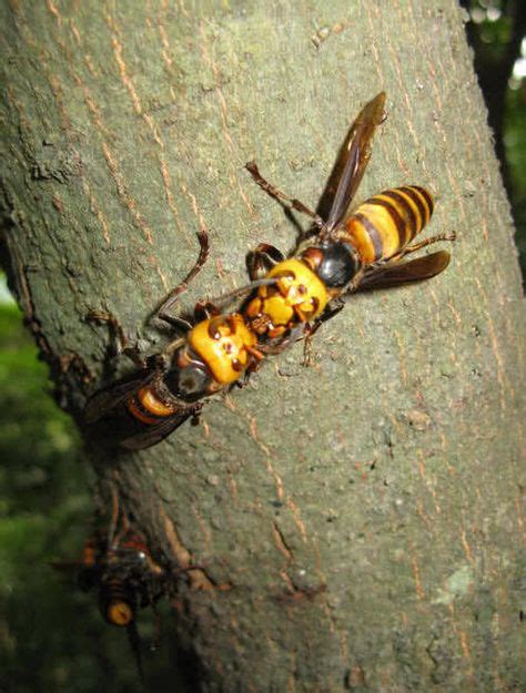 Top 10 Deadliest Insects In The World Japanese Giant Hornet Insects