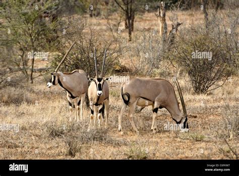 east african oryx common beisa oryx samburu game reserve kenya stock photo alamy