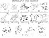 Animals Wild Pictionary Trinity English Printables sketch template