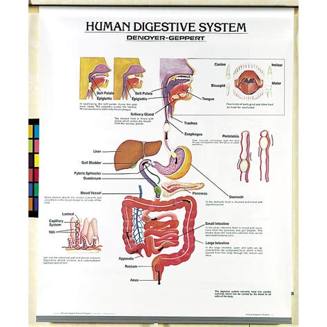 human body systems chart set carolinacom