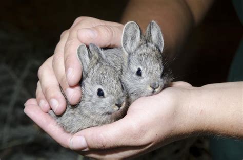 wdfw researchers  drone  collect data  columbia basin pygmy rabbits washington