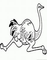 Ostrich Coloring sketch template