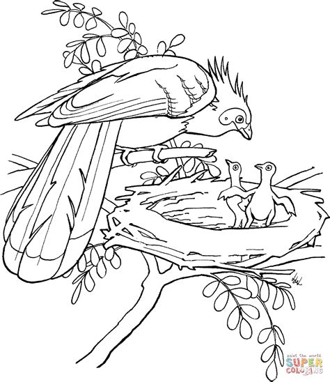 amazon rainforest animals coloring pages  printable pictures