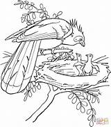 Colorare Hoatzin Ausmalbild Vogel Ausmalbilder Foresta Parkieten Malvorlage Lory Parrot Lorikeet Insertion Ausdrucken sketch template