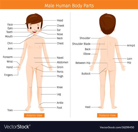 male human anatomy external organs body royalty free vector