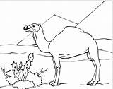 Desert Coloring Pages Camel Sahara Kids Drawing Animals Animal Camels Clipart Colouring Clip Sphinx Sketch Color Sketches Getcolorings Library Places sketch template
