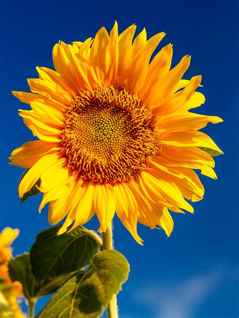 photo  sunflower  stock photo