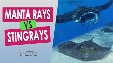 manta ray  stingray comparison   big island rays