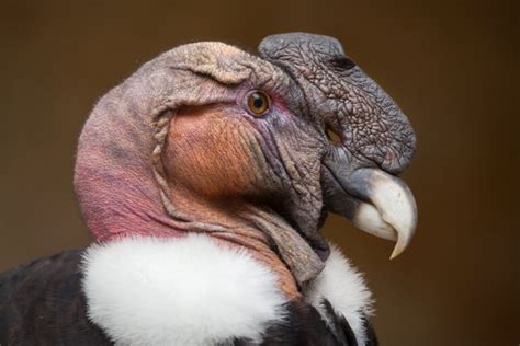 el condor andino  habita en sudamerica mis animales