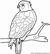 Hawk Coloring Pages Colouring Lightupyourbrain sketch template