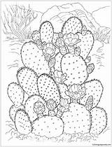 Cactus Pages Desert Pear Prickly Coloring Color Flowering Online Kids Printable Coloringpagesonly sketch template