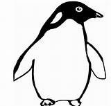 Pinguin Coloring Pages Penguin Clipart Cliparts Animated Penguins Coloringpages1001 Animals Library Gifs sketch template