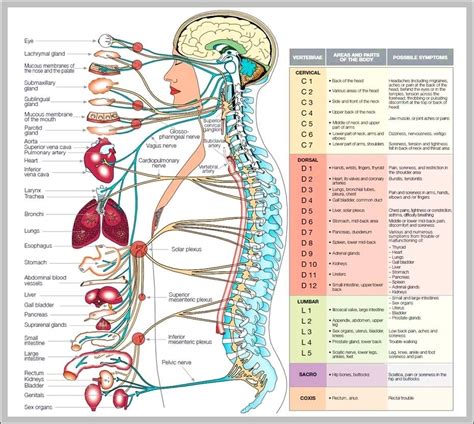 parts   body diagram graph diagram