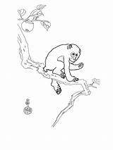 Coloring Pages Macaque sketch template