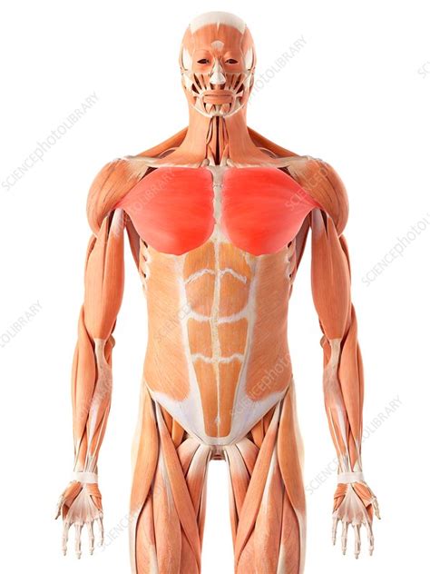 chest muscles stock image  science photo library