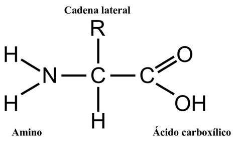 estructura general de  aminoacido  scientific diagram
