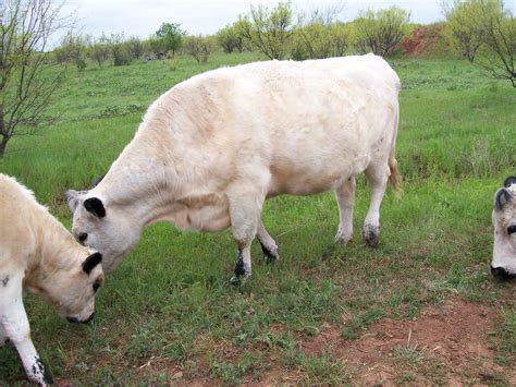 filebritish white cattle  texas jpg wikimedia commons