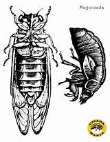 Cicada Magicicada Color Cicadas Drawing Periodical Getdrawings Line sketch template