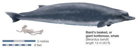 whale species identified time