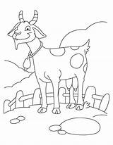Goat Fazenda Bode Kolorowanki Cabras Ziege Desenhos Koza Kozy Kolorowanka Druku Tudodesenhos Goats Drukuj sketch template