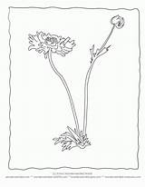 Coloring Botany Pages Popular Sheets sketch template