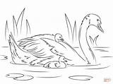 Swan Coloring Pages Printable Mute Swans Template Colouring Crafts Bird Chicks Outline Print Animals Nature Lake Drawing Picolour Library Clipart sketch template