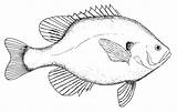 Drawing Fish Drawings Tilapia Bluegill Outline Clipart Template Templates Sea Easy Clip Sketch Cliparts Line Pages Printable Colouring Animal Ocean sketch template