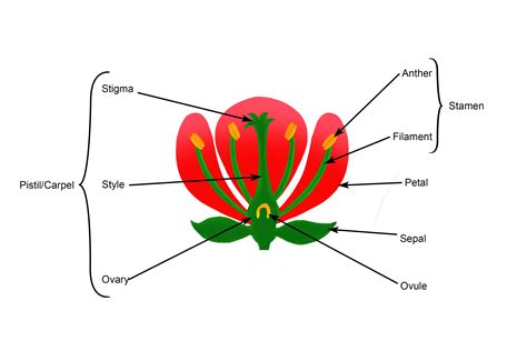 hibiscus flower male  female parts unit  plant form  function  johnsons site