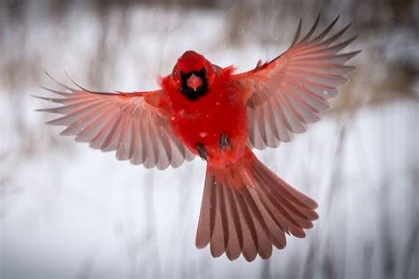 fascinating facts  northern cardinal lyric wild bird food