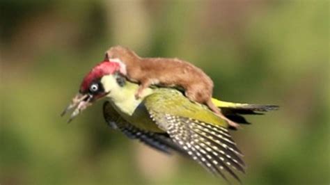 woodpecker rides with weasel on its back video abc news