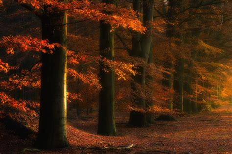 herfst  tips voor mooie herfst fotos door bas meelker