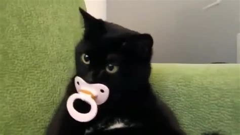 hilarious cat  sucking babys pacifier