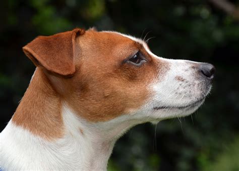 Jack Russell Terrie Wallpapers Backgrounds
